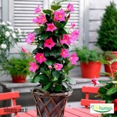 ﻿Mandevilla Çiçeği Saksıda - Rocktrompet Pembe