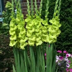 Green Star Glayöl Soğanı - Gladiolus - Neon Yeşil