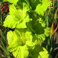 Green Star Glayöl Soğanı - Gladiolus - Neon Yeşil
