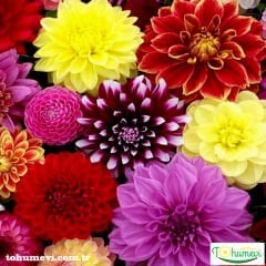 Yıldız Çiçeği Fidesi – Dalya - Dahlia Lubega