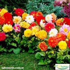 Yıldız Çiçeği Fidesi – Dalya - Dahlia Lubega