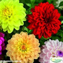 Yıldız Çiçeği Fidesi – Dalya - Dahlia Lubega