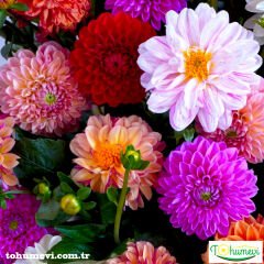 Yıldız Çiçeği Fidesi – Dalya - Dahlia Lubega