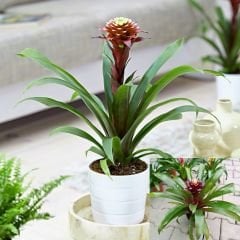 Guzmania Francesca 40 cm İthal