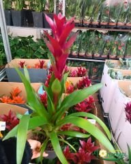 Guzmania Francesca 40 cm İthal