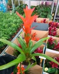 Guzmania Francesca 40 cm İthal