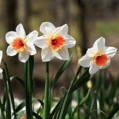Barret Browning Nergis Soğanı – Narcissus