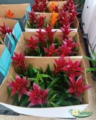 Guzmania Francesca 40 cm İthal