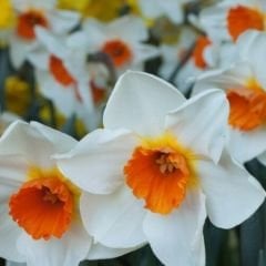 Barret Browning Nergis Soğanı – Narcissus