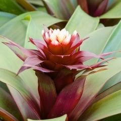 Guzmania Francesca 40 cm İthal