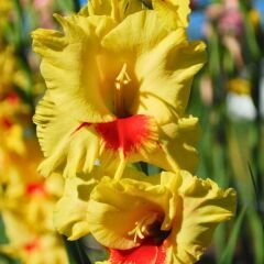 Jester Glayöl Soğanı - Gladiolus - Sarı Kırmızı