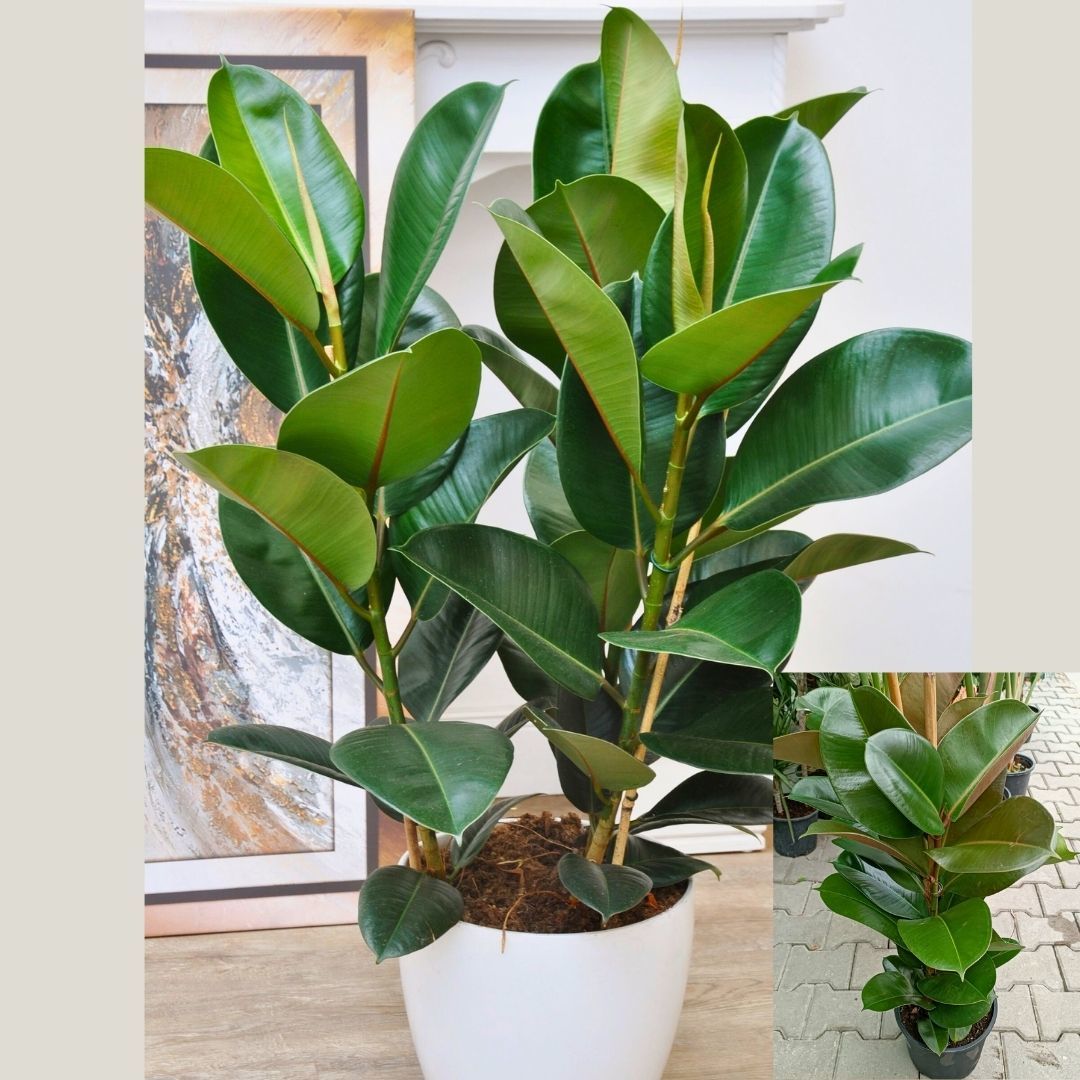 Ficus elastica 100 cm - Kauçuk Çiçeği Çift Dikim