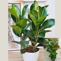 Ficus elastica 100 cm - Kauçuk Çiçeği Çift Dikim