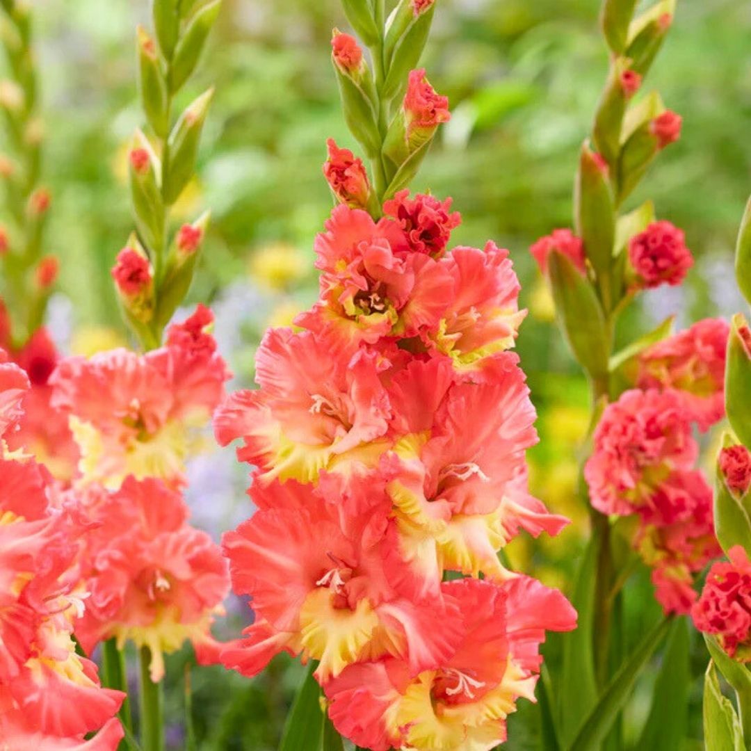 Mango Muse Gladiolus - Glayöl Soğanı - Turuncu sarı