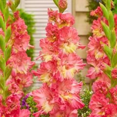 Mango Muse Gladiolus - Glayöl Soğanı - Turuncu sarı