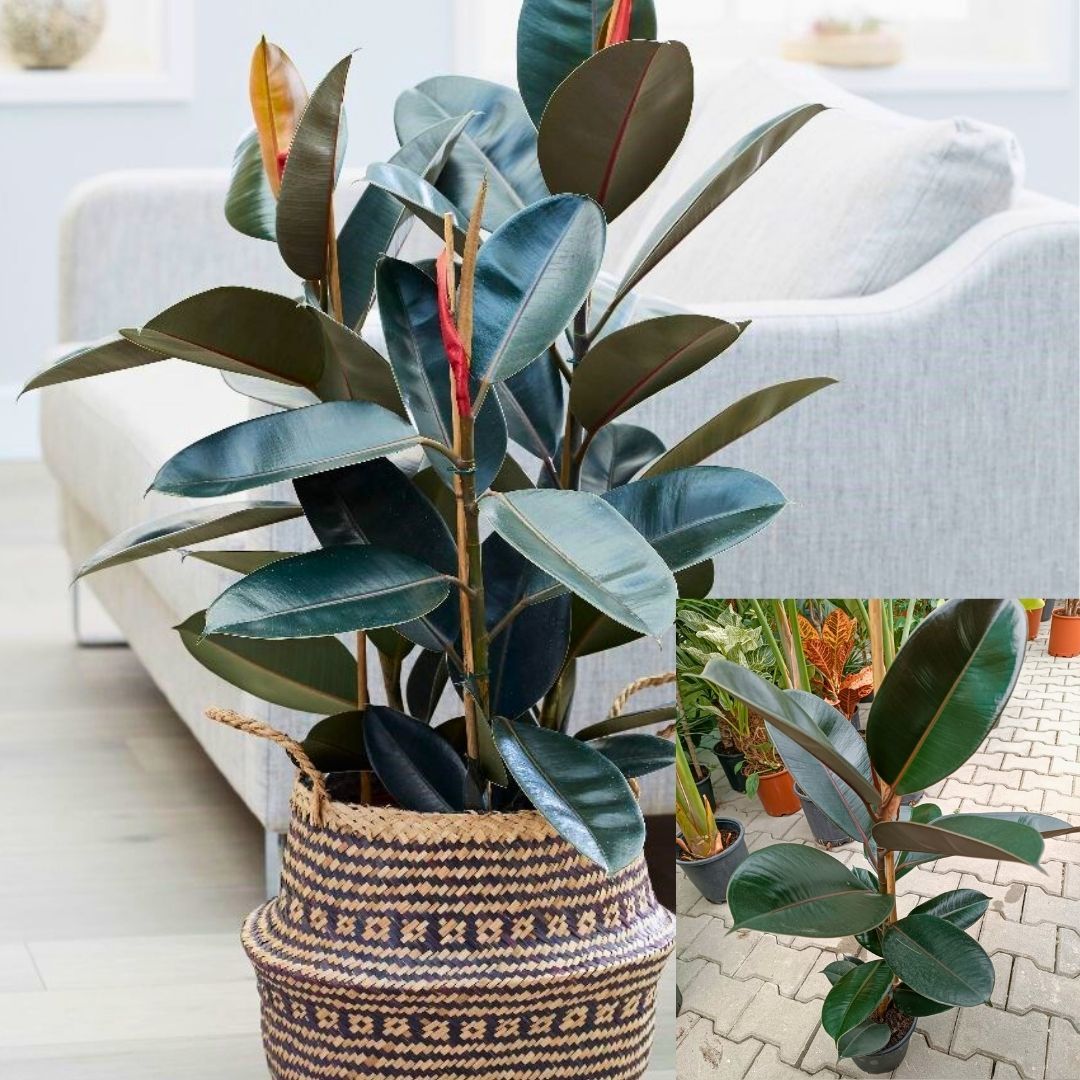 Ficus robusta 80-100 cm - Kauçuk Çiçeği
