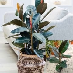 Ficus robusta 80-100 cm - Kauçuk Çiçeği