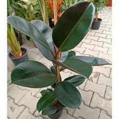 Ficus robusta 100 cm - Kauçuk Çiçeği