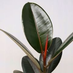 Ficus robusta 100 cm - Kauçuk Çiçeği