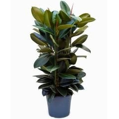 Ficus robusta 80-100 cm - Kauçuk Çiçeği