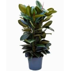 Ficus robusta 80-100 cm - Kauçuk Çiçeği