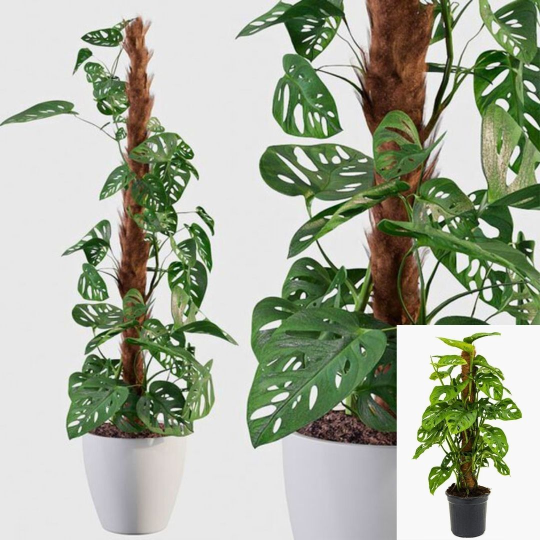 Monstera Adonsonii Monkey Mask  100 cm Sopalı - Sarmaşık Deve Tabanı