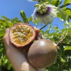 ﻿Çarkıfelek Çiçeği Tohumu - Passiflora Edulis - Maruçya Meyvesi
