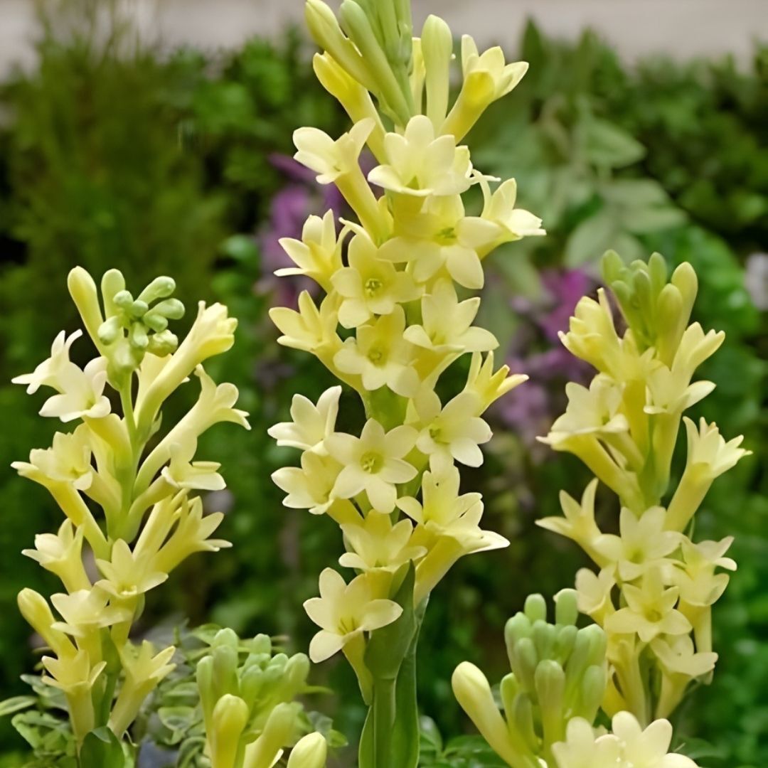 Sümbülteber Soğanı Sarı - Polianthes Super Gold