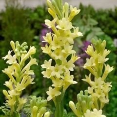 Sümbülteber Soğanı Sarı - Polianthes Super Gold