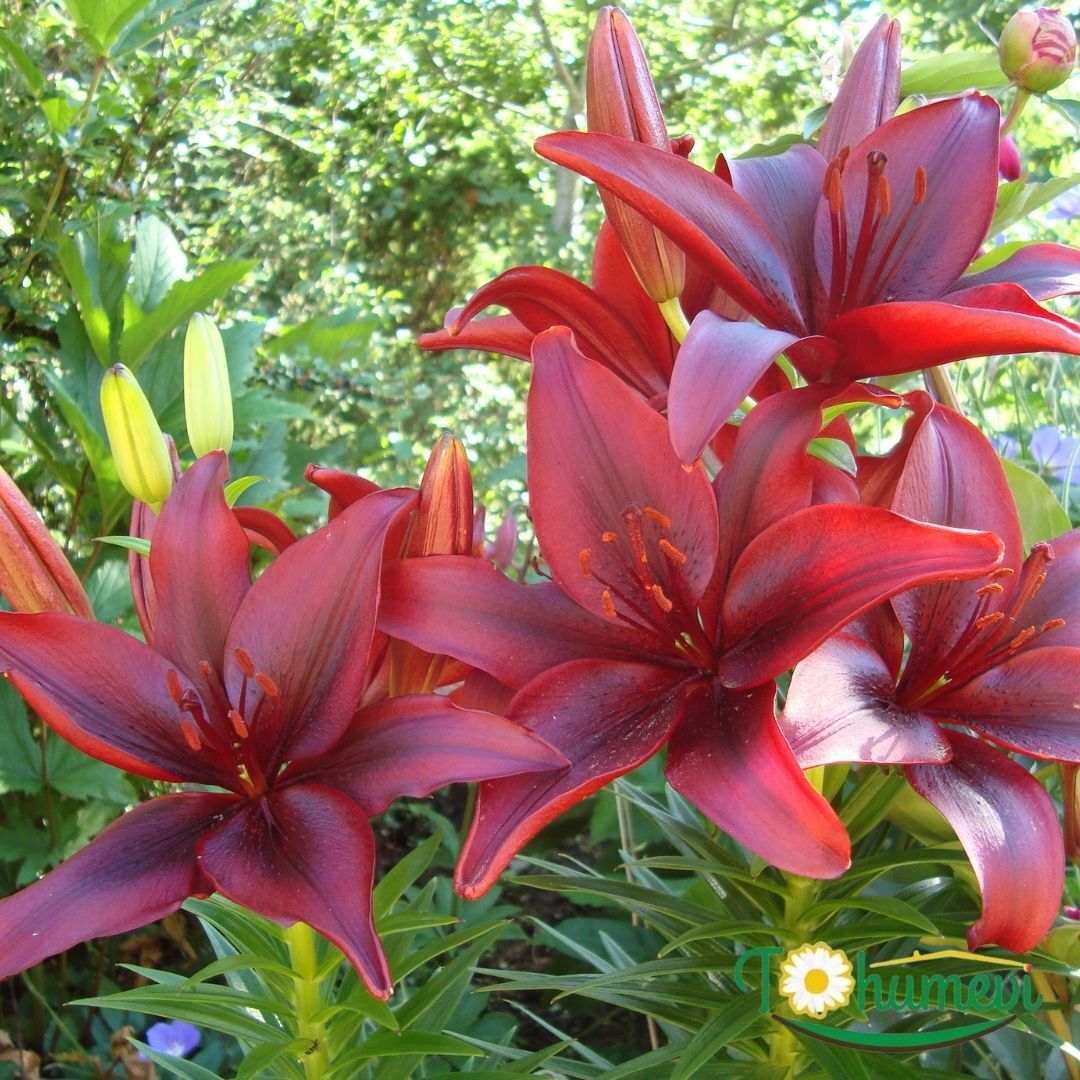 Corleone Lilium Çiçeği Soğanı - Lilyum - Kırmızı