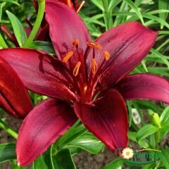 Corleone Lilium Çiçeği Soğanı - Lilyum - Kırmızı
