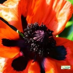 Gelincik Çiçeği Tohumu - Papaver Rhoeas
