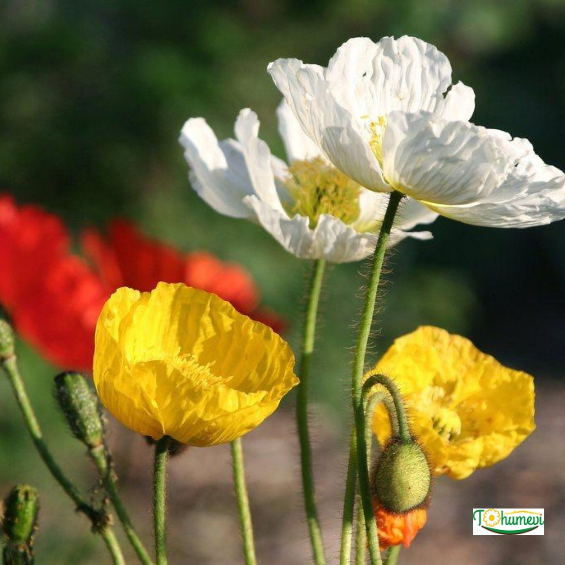 Gelincik Çiçeği Tohumu - Papaver Rhoeas