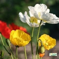 Gelincik Çiçeği Tohumu - Papaver Rhoeas