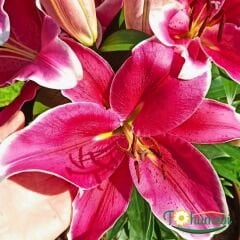 El Capitan Lilium Çiçeği Soğanı - Lilyum - Pembe Ebruli