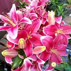 El Capitan Lilium Çiçeği Soğanı - Lilyum - Pembe Ebruli