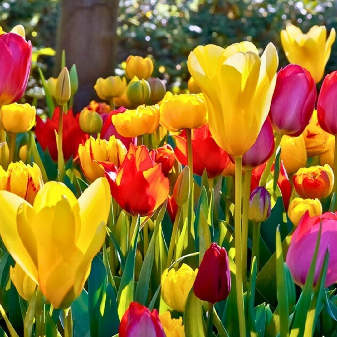 Lale Soğanı  – Tulipa Mix Paket