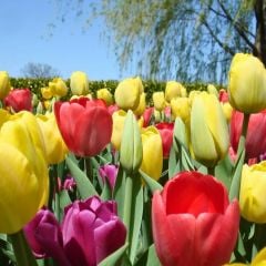 Lale Soğanı 50 adet – Tulipa Mix Paket