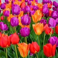 Lale Soğanı 50 adet – Tulipa Mix Paket