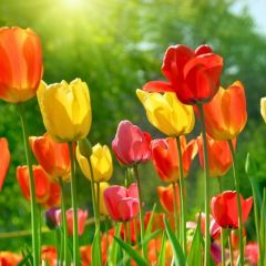 Lale Soğanı 50 adet – Tulipa Mix Paket