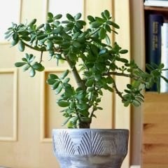 Para Çiçeği Fidesi -Bereket Çiçeği - Crassula Ovata
