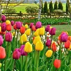 Lale Soğanı  – Tulipa Mix Paket