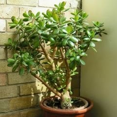 Para Çiçeği Fidesi -Bereket Çiçeği - Crassula Ovata