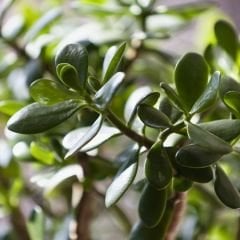 Para Çiçeği Fidesi -Bereket Çiçeği - Crassula Ovata