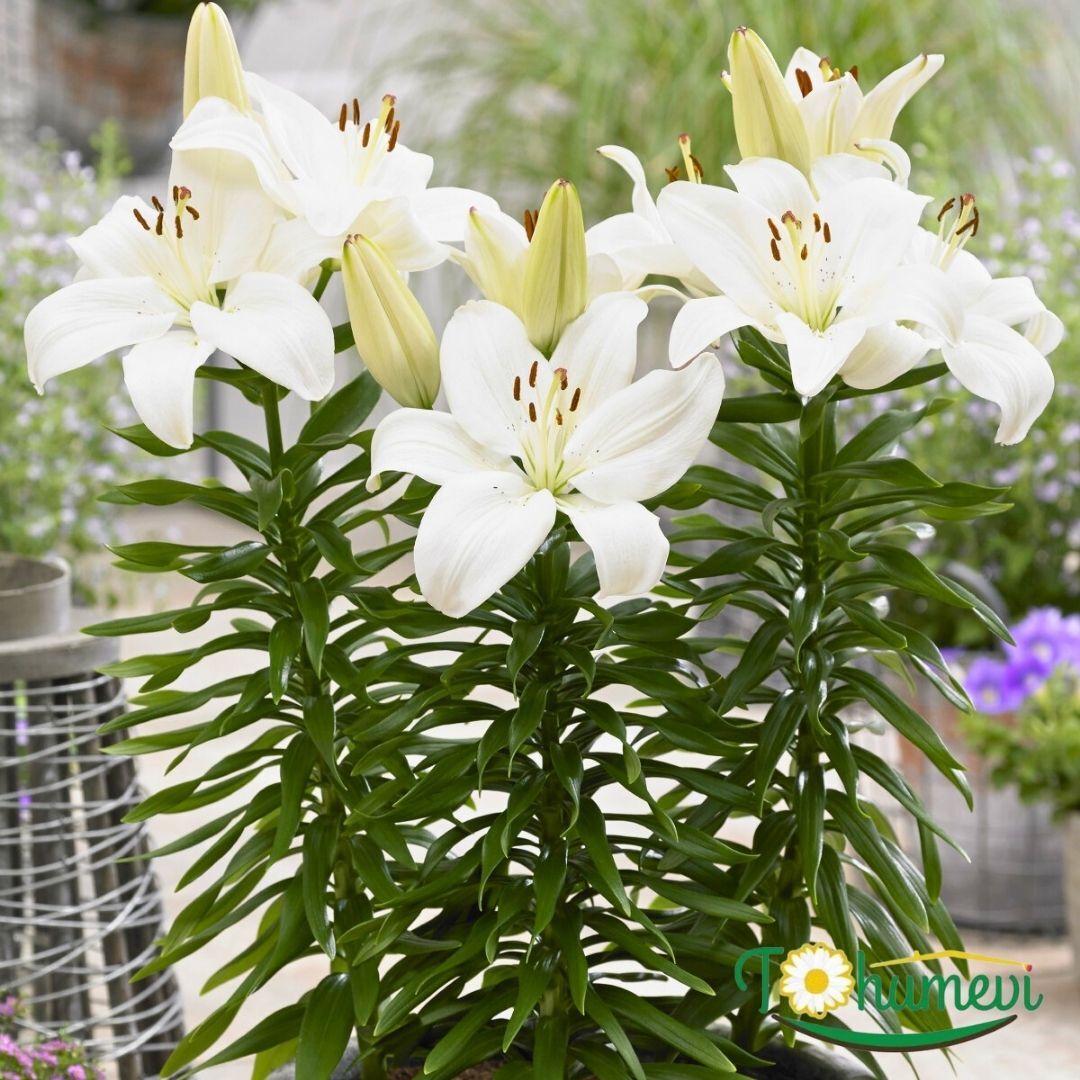 Monte Bianco Lilium Çiçeği Soğanı - Lilyum - Beyaz