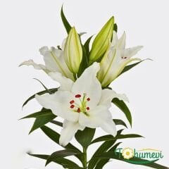 Monte Bianco Lilium Çiçeği Soğanı - Lilyum - Beyaz