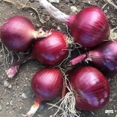 ﻿Mor Soğan Tohumu - Allium Cepa