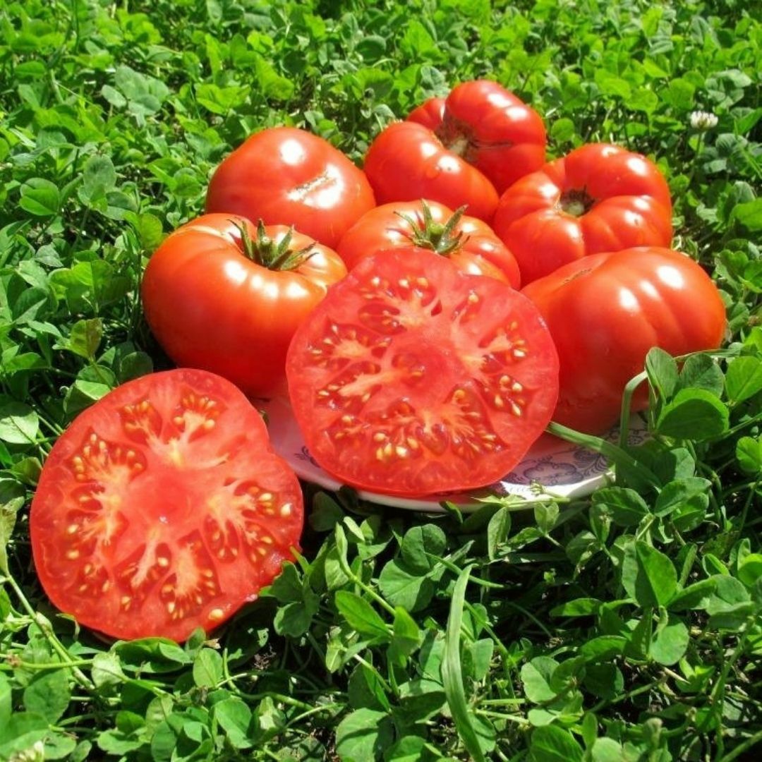 Organik Yerli Beylerbeyi Domates Tohumu