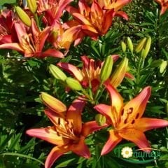 Royal Sunset Lilium Çiçeği Soğanı - Lilyum - Turuncu Ebruli