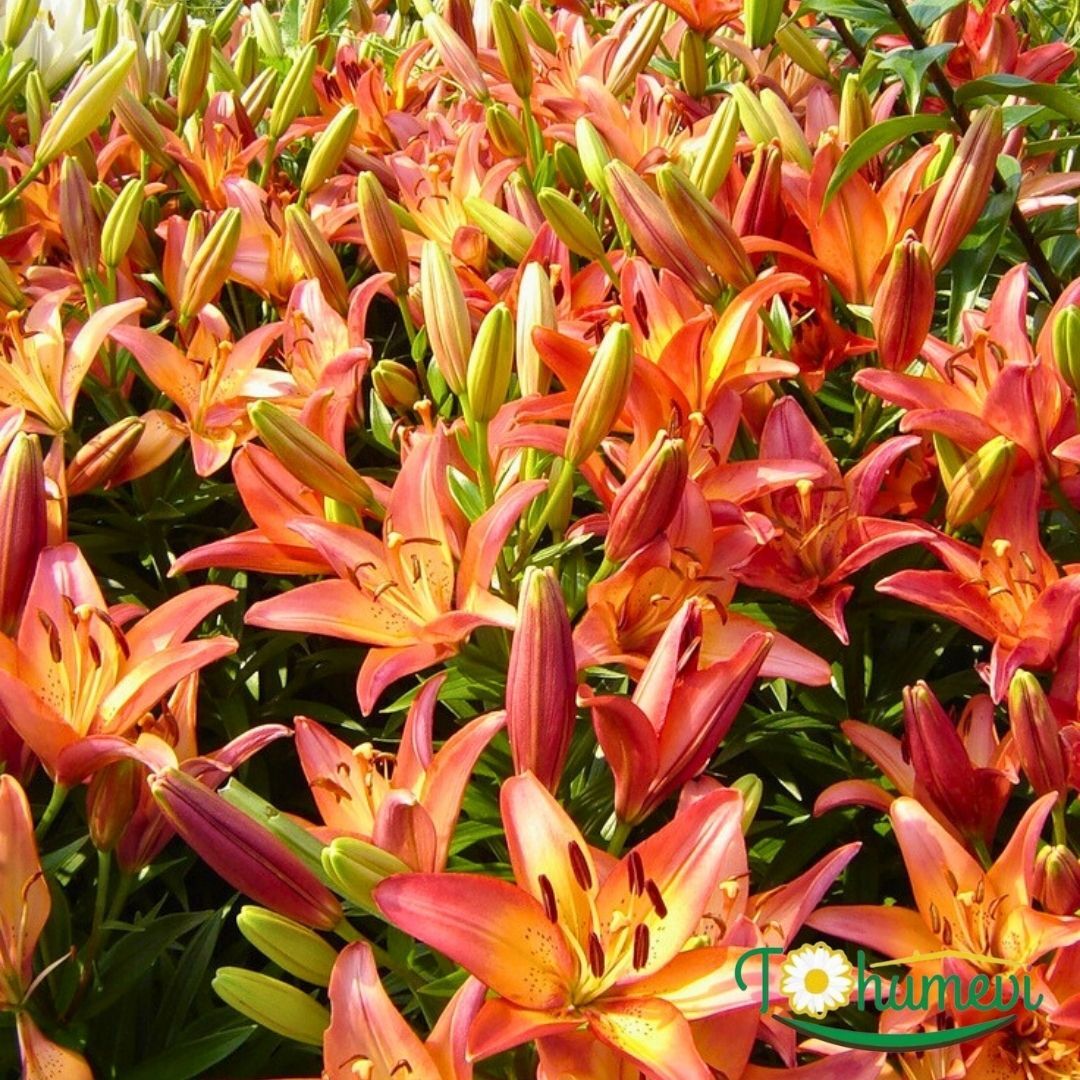 Royal Sunset Lilium Çiçeği Soğanı - Lilyum - Turuncu Ebruli